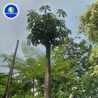 Jual Pohon Pule Terbaik - Harga Murah Maret 2025 & Cicil 0%