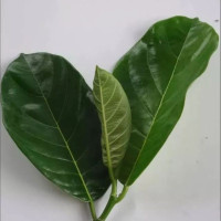 30 lembar daun nangka obat alami diabetes.