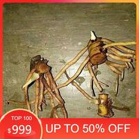 1 bonggol aglonema red sumatra berdaun 1-3 helai nfssfk 0936ym