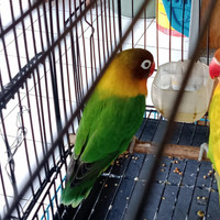 TERBARU BURUNG LOVEBIRD JOSAN SEPASANG JANTAN/BETINA PAUD/DEWASA HARGA