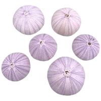 Urchin Sea Plant Air Shell Decor Sea Urchin Shell Craft Potted Plant