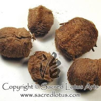 10 G GR GRAM 桑螵蛸 SANG PIAO XIAO OOTHECA MANTIDIS MANTIS EGG CASE