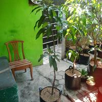 pohon buah mangga kiojay ukuran 130 cm