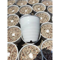 Pot Ruby Super Pirus Ukuran 20 + Busa Batu ( Siap Pakai )