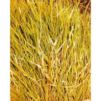Promo Bisa COD Jerami Padi Kering 5kg Murah