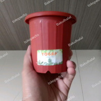 UM1 pot kaktus yogap ypt-8  sejabodetabek