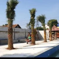 PALEM KENARI SILVER- PALM KNARI SILVER TINGGI 2 METER