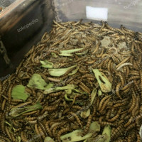 PeTt- ULAT JERMAN PAKAN IKAN/ REPTIL DLL 100GR FREE PLASTIK