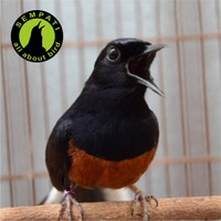 STAR| TOP FIGHTER MURAI BATU SEMPATI PAKAN LOMBA BURUNG JUARA BERKICAU SUARA