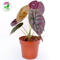 Vav Tanaman Hias Alocasia Cuprea Red Secret