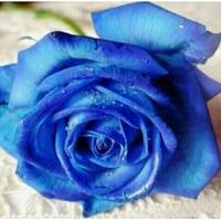 Jual Bunga Mawar Biru Terlengkap Harga Murah Grosir November 2021