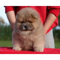 chow chow online