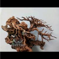 Bonsai Aquascape untuk tank 80-90cm