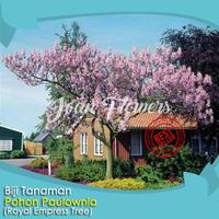 Biji Royal Empress Tree (Pohon Paulownia)