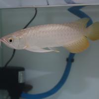 Data Taiwan Master Arwana Data Keluar Togel Hk