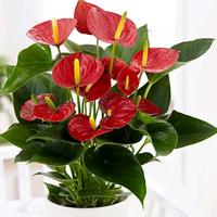 Review Tanaman Hias Bunga Anthurium Bangkok Merah | Tokopedia