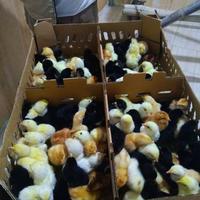 Jual Ayam Joper Petelur Terlengkap Terbaik Harga Murah August 2021