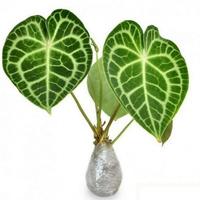 PROMO Anthurium crystallium atau pohon kuping gajah