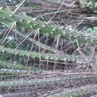 Duri Salak - Batang Pohon Salak