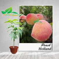 Tanaman Buah Peach Holland / Persik Holland