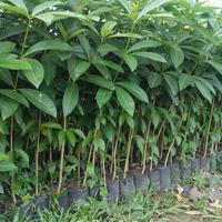 Jual Pohon Pule Terbaik - Harga Murah Oktober 2025 & Cicil 0%