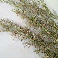 Jual Bunga Serai Murah Terbaik Harga Terbaru August 2021