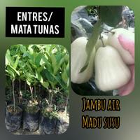 Jual Jambu Susu Terlengkap Harga Murah November 2021