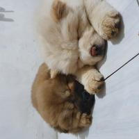 chow chow online