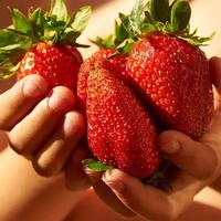 Jual Giant Strawberry Murah \u0026 Terbaik 