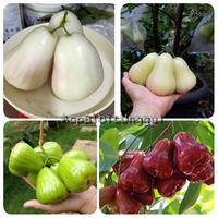 Jual Jambu Susu Terlengkap Harga Murah November 2021