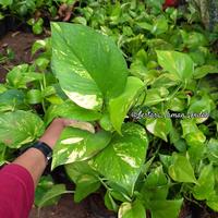 Gambar tanaman hias sirih gading dari Lestari Taman Indah undefined 1 Tokopedia