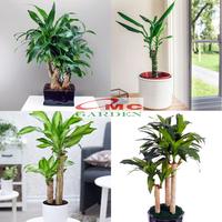 Gambar Bonsai Mame Dracaena Fragrans Massangeana Corn Plant Hijau Hanjuang 01 - Merah dari OMC-Shop undefined 5 Tokopedia
