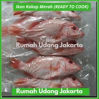 Gambar Ikan Kakap merah segar / ikan Laut kakap merah utuh / red snapper fish dari Rumah Udang Jakarta undefined 2 Tokopedia