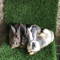 Gambar Indukan kelinci lokal dari Rimboel Rabbits Shop undefined 4 Tokopedia