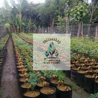 Gambar planter bag 100 liter dari FortuneOlshop13 undefined 4 Tokopedia