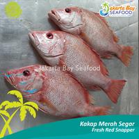 Gambar Ikan Kakap Merah Segar / Fresh Red Snapper 1 kg isi 2 ekor dari Jakarta Bay Seafoods undefined 3 Tokopedia