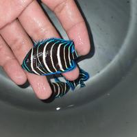 Gambar ikan hias laut bloustone b dari Hopeindoaquatic undefined 2 Tokopedia
