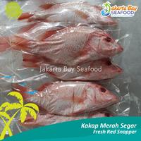 Gambar Ikan Kakap Merah Segar / Fresh Red Snapper 1 kg isi 2 ekor dari Jakarta Bay Seafoods undefined 2 Tokopedia