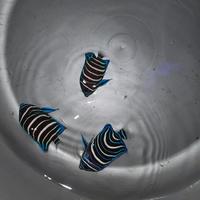 Gambar ikan hias laut bloustone b dari Hopeindoaquatic undefined 1 Tokopedia