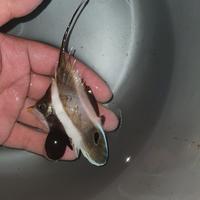 Gambar ikan hias laut helen ( layaran kambingan ) dari Hopeindoaquatic undefined 1 Tokopedia