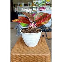 Gambar tanaman aglonema stardust dari SANGGAR TANAMAN_NEW undefined 4 Tokopedia