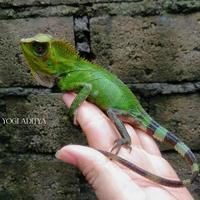 Gambar Forest Dragon dari Ynt Ind undefined 3 Tokopedia