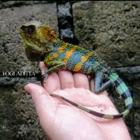 Gambar Forest Dragon dari Ynt Ind undefined 1 Tokopedia