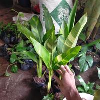 Gambar pohon heliconia parigata/ pisang pisangan parigata dari taman bugenvile undefined 1 Tokopedia
