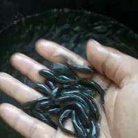 Gambar jual bibit ikan gabus ukuran 3-4cm dari Jual bibit ikan_NEW undefined 2 Tokopedia