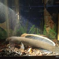 Gambar Ikan channa gachua predator kecil isi 5 dari Serba Petshop undefined 2 Tokopedia