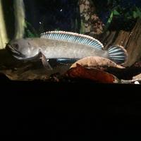 Gambar Ikan channa gachua predator kecil isi 5 dari Serba Petshop undefined 3 Tokopedia