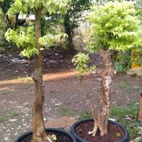 Gambar bonsai anting putri dari Azzahra Farm undefined 2 Tokopedia