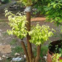 Gambar bonsai anting putri dari Azzahra Farm undefined 3 Tokopedia