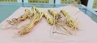 Gambar Ginseng Cina - 1 nio / 37gr dari TO Riang Ria undefined 3 Tokopedia